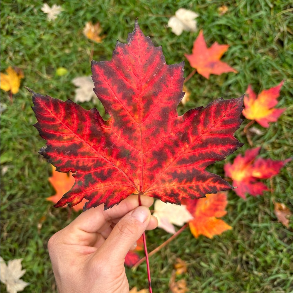 Meet your Posher, Jgordonchow